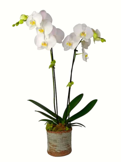 2-Stem White Orchid - A lovely gift with long-lasting colour awaits from the eye-catching 3-Stem Premium Orchid Plant, an iconic favourite that delivers stunning blooms. The perfect gift for that someone special.