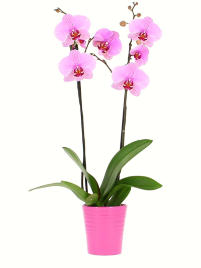 2-Stem Pink Orchid Plant - A lovely gift with long-lasting colour awaits from the eye-catching 3-Stem Premium Orchid Plant, an iconic favourite that delivers stunning blooms. The perfect gift for that someone special.