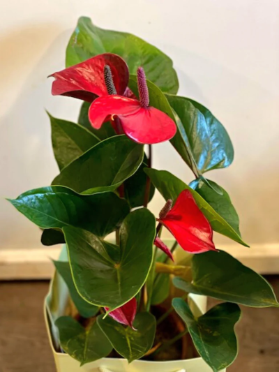 Anthurium Plant - Anthurium Plant, easy to keep!