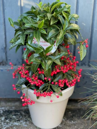 Ardisia Plant - Ardisia Plant

Please note: for seasonal and other supply reasons we may, from time to time, substitute some of the blooms shown in the image. We will always try to be true to the colour coordination, style, and shape of the bouquet and will always guarantee to give you the full value paid. If you have any queries, please email or call us and we would be delighted to confirm availability and explain alternatives. See the 'Contact Us' section.