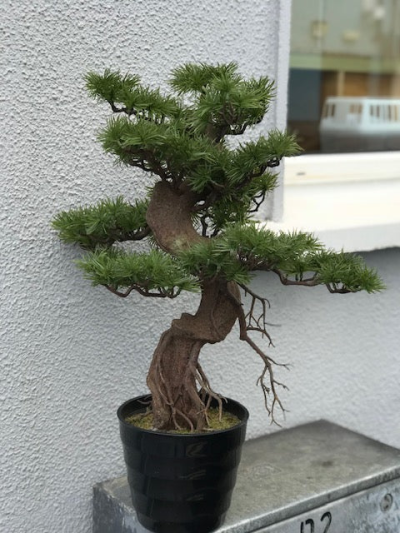 Bonsai - Bonsai Plant

Please note: for seasonal and other supply reasons we may, from time to time, substitute some of the blooms shown in the image. We will always try to be true to the colour coordination, style, and shape of the bouquet and will always guarantee to give you the full value paid. If you have any queries, please email or call us and we would be delighted to confirm availability and explain alternatives. See the 'Contact Us' section.