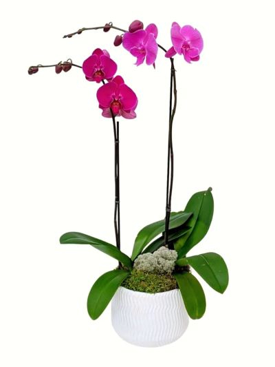 2-Stem Purple Orchid - This elegant Orchid is planted in a classic ceramic vase and makes the perfect gift for that someone special.