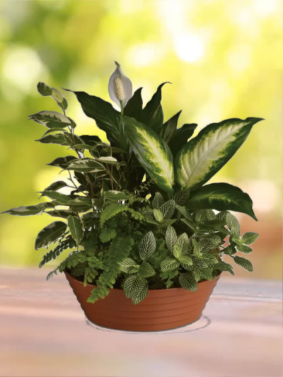 Arrangement of Plants - Our skilled Florists will select and carefully plant a nice mixture of excellent varieties. This gift will give lasting pleasure.

Image for illustration purposes only. Plants may vary, Container may vary