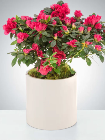 Azalea - Please note: for seasonal and other supply reasons, we may occasionally substitute some of the blooms shown in the image. We will always try to be true to the bouquet's colour coordination, style, and shape and guarantee to give you the full value paid. If you have any queries, please email or call us and we would be delighted to confirm availability and explain alternatives. See the 'Contact Us' section.