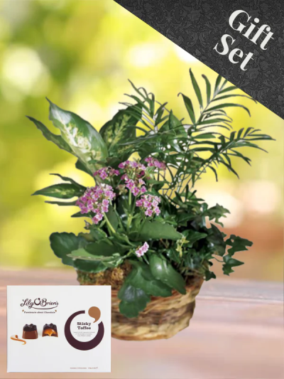 Arrangement of Plants and Chocolates - Our skilled Florists will select and carefully plant a nice mixture of excellent varieties. This gift will give lasting pleasure.

Image for illustration purposes only. Plants may vary, Container may vary (Box not included)
