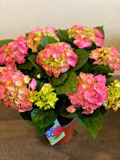 Pink Hydrangea Plant - Pink Hydrangea Plant
