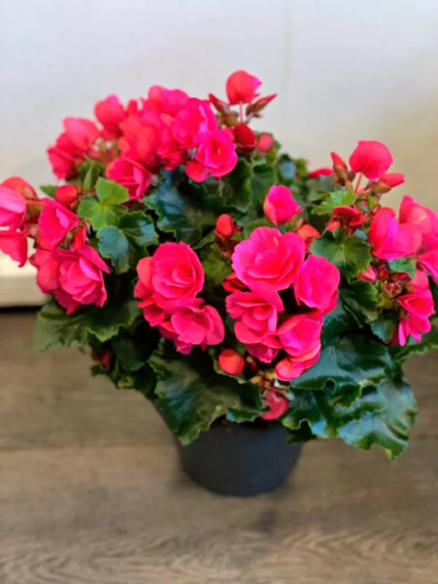 Begonia - Begonia