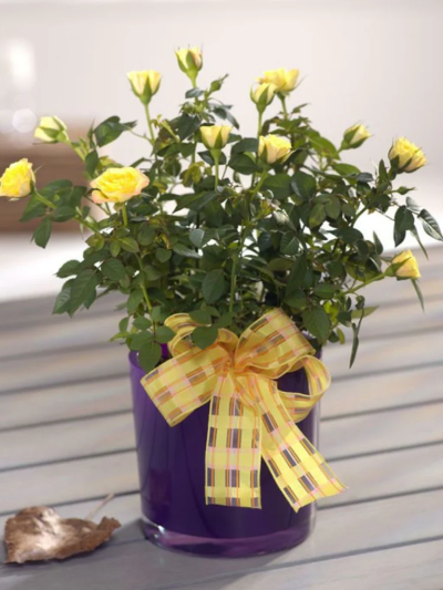 Mini Rose Plant - The perfect flower gift this season – a mini yellow Rose plant in a dark lilac vase.