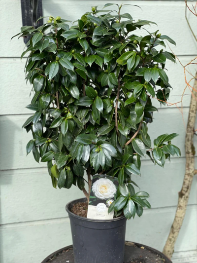 White Camellia - White Camellia