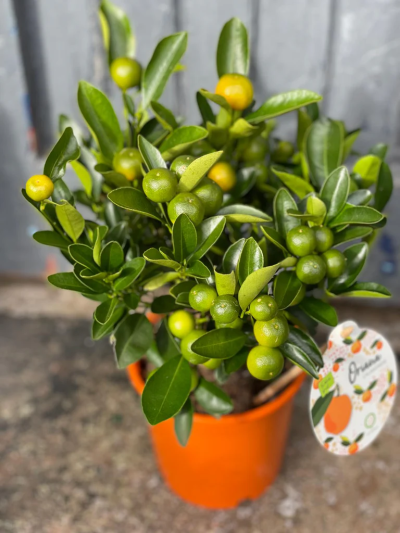 Large Orange Tree on Stem - Large Orange Tree on Stem